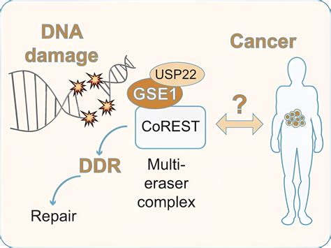 Researchers discover protein complex that controls DNA repair