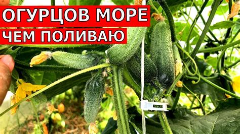 Чем поливаю огурцы для завязей | Старая теплица рушится - YouTube