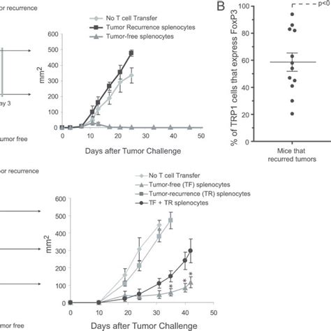 The Adoptive Transfer Of TRP1 And Pmel T Cells Combined With Systemic