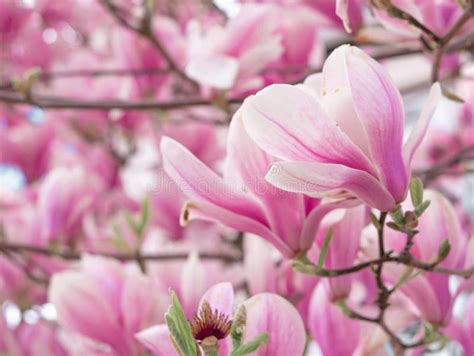 Pink Blooming Tree of Magnolia Stock Image - Image of blossoming, wallpaper: 273359771