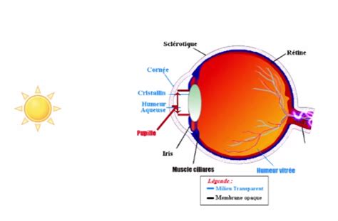 I Constitution De L Oeil Tpe Vision Des Couleurs