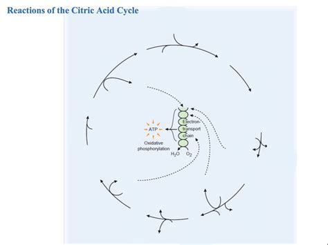 citric acid cycle Diagram | Quizlet