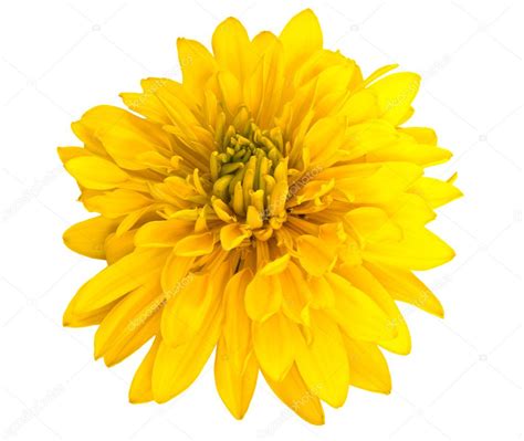 Yellow Flower Stock Photo By ©lubashi 2408856