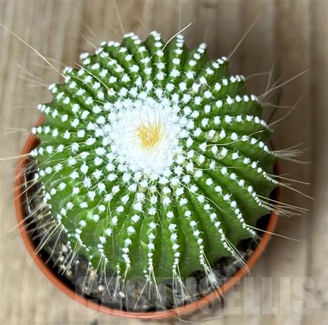 SHPR20300 Notocactus leninghausii v. inermis – Cactus-online