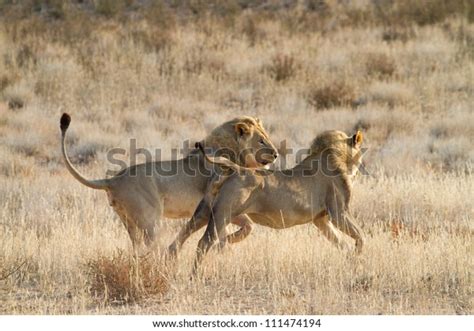 Two Young Adult Lions Playfighting Kalahari Stock Photo (Edit Now ...