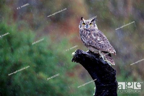 Magellanic Horned Owl Bubo Magellanicus Sitting On Tree Snag In Rain