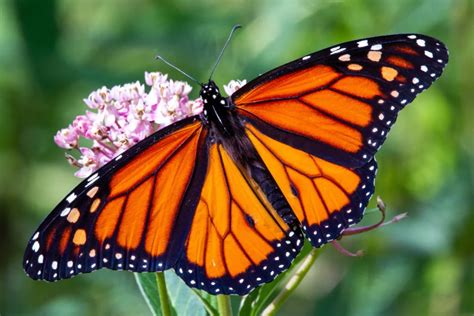 The Spiritual Meaning of Monarch Butterflies: Symbolism and ...