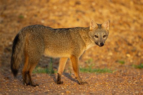 Crab Eating Fox Cerdocyon Thous El Palmar National Park Flickr