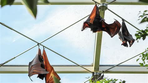 Are There Bats Living Under My Tile Roof? – Wildlife Troopers