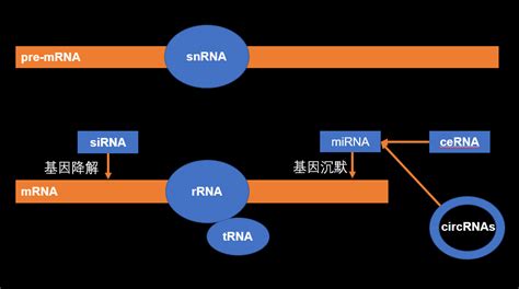 Mrna、lncrna、mirna、circrna的研究思路总结 知乎