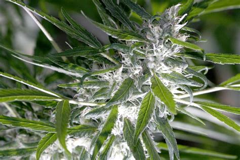 What Are Trichomes And The Different Stages Of Trichome Development