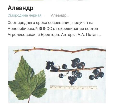 Черная смородина ароматная и душистая .Цена за один (корешек )куст ...