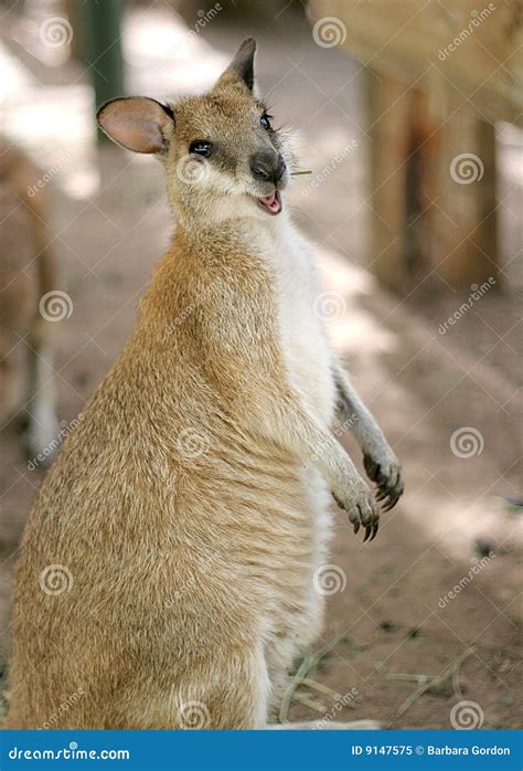 176 Smiling Kangaroo Stock Photos - Free & Royalty-Free Stock Photos ...