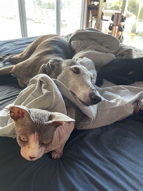 10yo Galga Chiquita is getting a bit too much sweet life padded - best ...