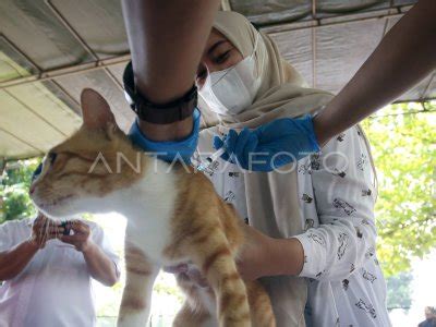 Vaksinasi Hewan Peliharaan Sambut Hari Rabies Sedunia Antara Foto