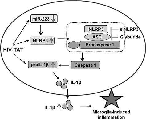 Schematic description of HIV-1 Tat-mediated priming and activation of ... 
