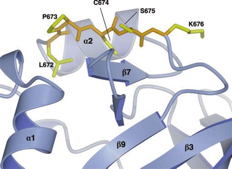 Structure Of The Lpcsk Sequence Of The Ataxin Axh Domain By Sequence