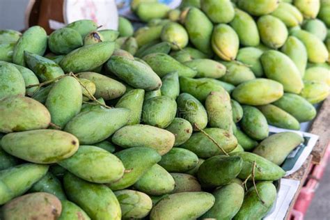 Green Mangoes Lying On A Market Counter Exotic Fruits Of Asia Stock