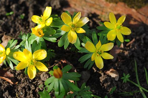 Winter Aconite Plants: Care and Growing Guide