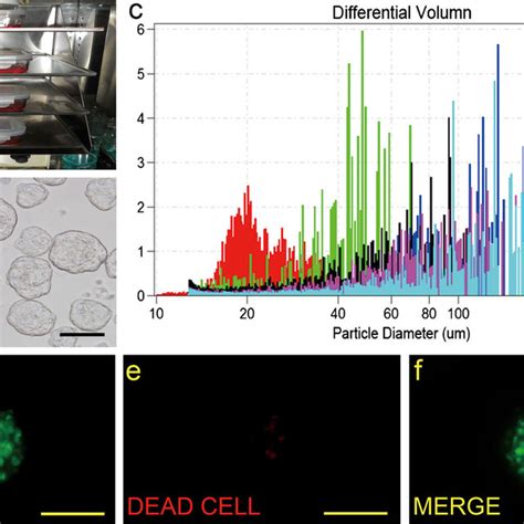 Three Dimensional 3d Culture Of Huc Mscs In The Rocker System A View Download Scientific