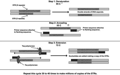 The Steps Of Polymerase Chain Reaction Download Scientific Diagram