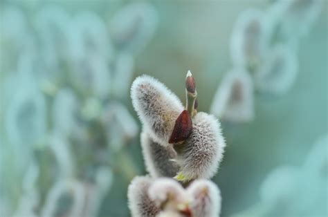 Premium Photo Spring Willow On A Pastel Blue Abstract Background Pussy Willow Twigs