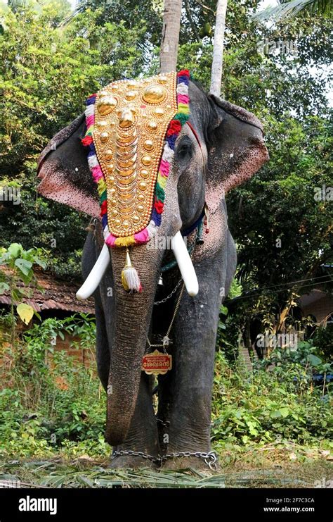 elephant in kerala temple festival Stock Photo - Alamy