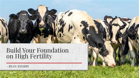 Build Your Foundation On High Fertility Dairy