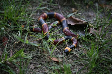 Eastern Coral Snake Facts, Description, Diet, and Pictures