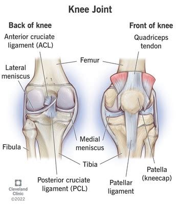 Knee Bone Anatomy: A Comprehensive Guide to Knee Structure - Nv Health Connect