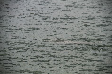 Adventures With The Naked Hermit Crabs Dugong And More At Chek Jawa