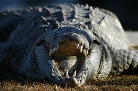 Crocodile Free Stock Photo Public Domain Pictures