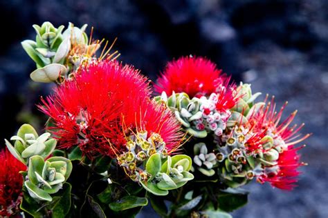 6 Incredible Facts About Ohia Lehua Flower One Of Hawaiis Most Iconic