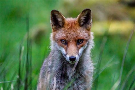 Fox Scottish Photography Hides5518 Chris Courtney Flickr