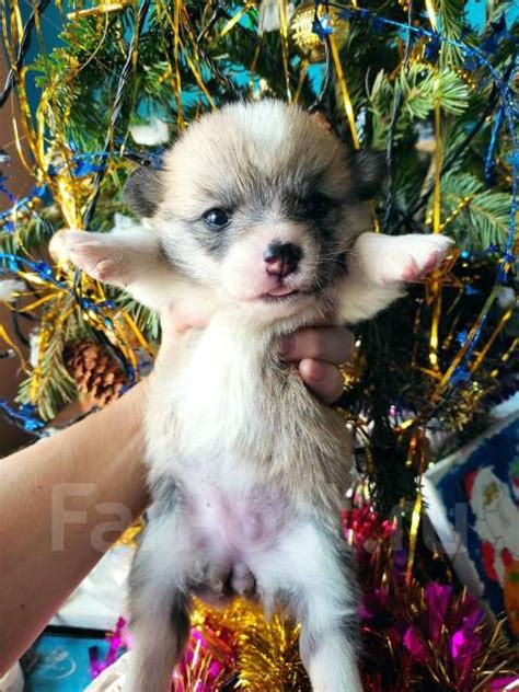 Щенок вельш-корги пемброк, в наличии. Цена: 80 000₽ во Владивостоке