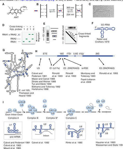 Figure 1 From The Rna Base Pairing Problem And Base Pairing Solutions