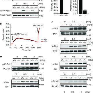 (PDF) The Rac Activator DOCK2 Mediates Plasma Cell Differentiation and ... 