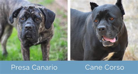 Presa Canario vs Cane Corso: What Are the Differences? (With Pictures ...