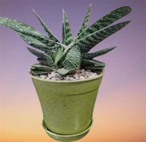 12 Gasteria Succulent Types with Names and Pictures