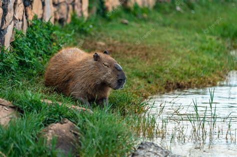 Premium Photo The Largest Rodent In The World Capybara In The Wild