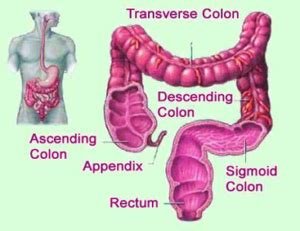 Diagram Of Colon Cancer Prevention Image - Graph Diagram