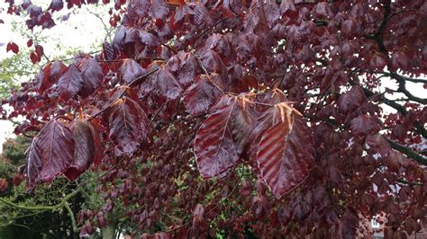 Copper Beech Fagus Sylvatica F Purpurea Leaves April 2018 YouTube