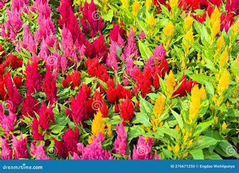 Colorful Celosia Plumosa Or Pampas Plume Celosia Flowers Blooming In