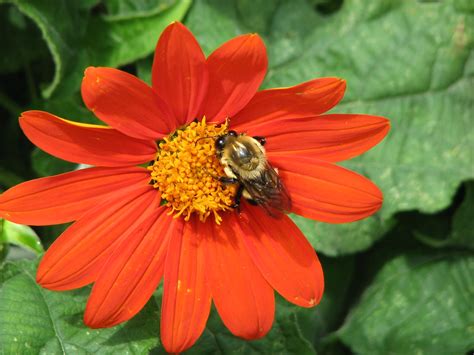 Bumble Bee On Tithonia Amy Woodward Flickr