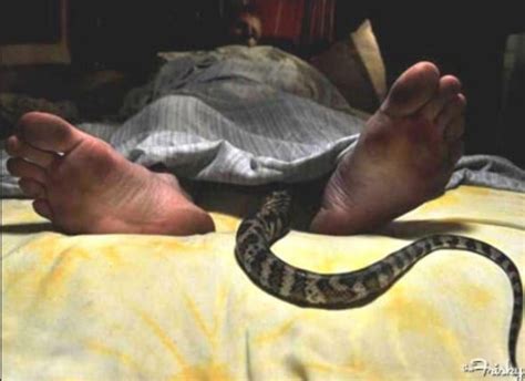 Couple Seeks Divorce On The Grounds Of Snake Sex Urination Private Part Pulling The Frisky