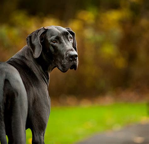 What Kind Of Health Problems Do Great Danes Have