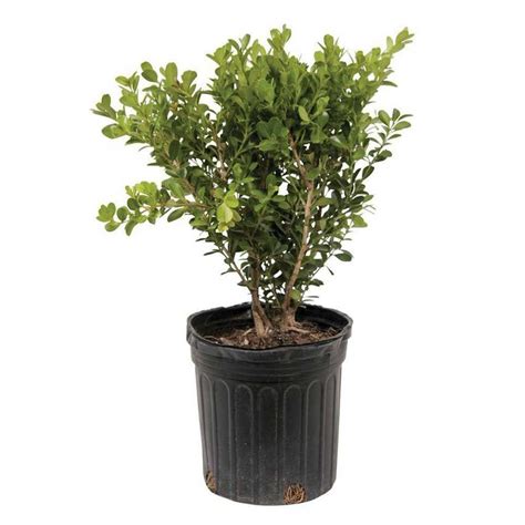 Qt Japanese Boxwood Live Shrub Plant Glossy Light Green Foliage