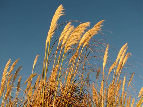 Pampas Grass at the Beach - Journalism - Photo.net