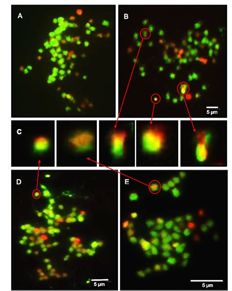 Figure From Introgression Of Two Broad Spectrum Late Blight