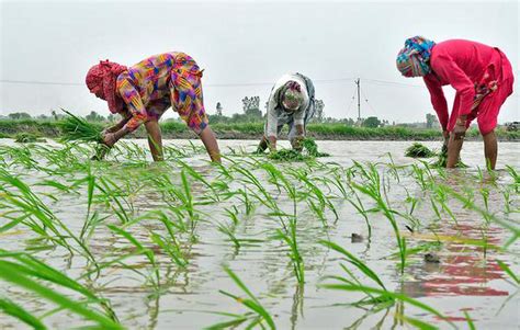 Haryana Pushes For Sustainable Farming The Hindu Businessline